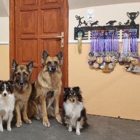 Dog roll egyedi kutyás éremtartó